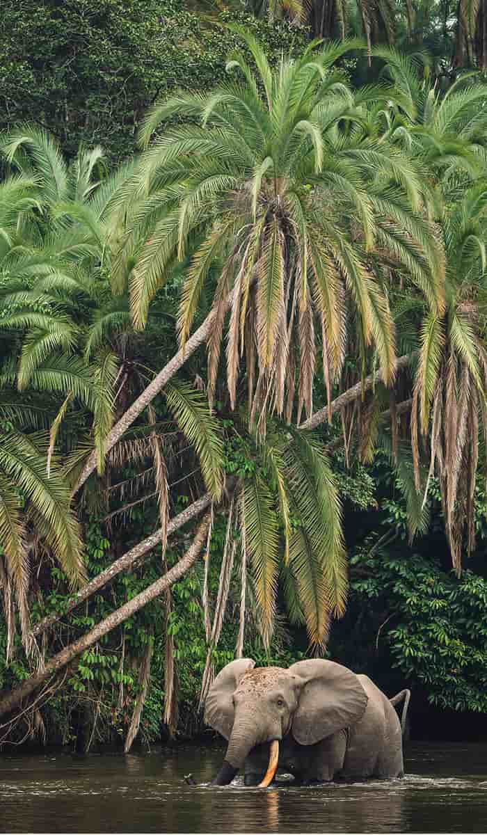 eSIM data plans for Congo-Brazzaville