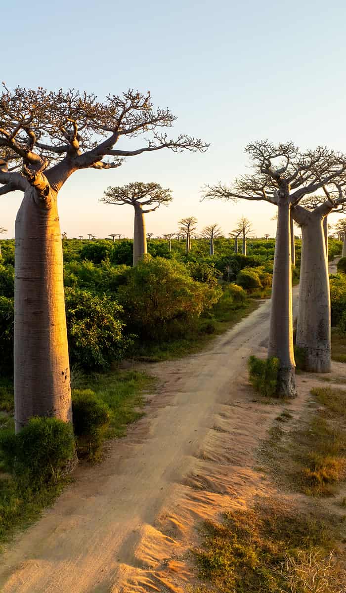 eSIM data plans for Madagascar