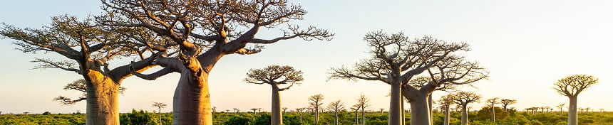 eSIM data plans for Madagascar