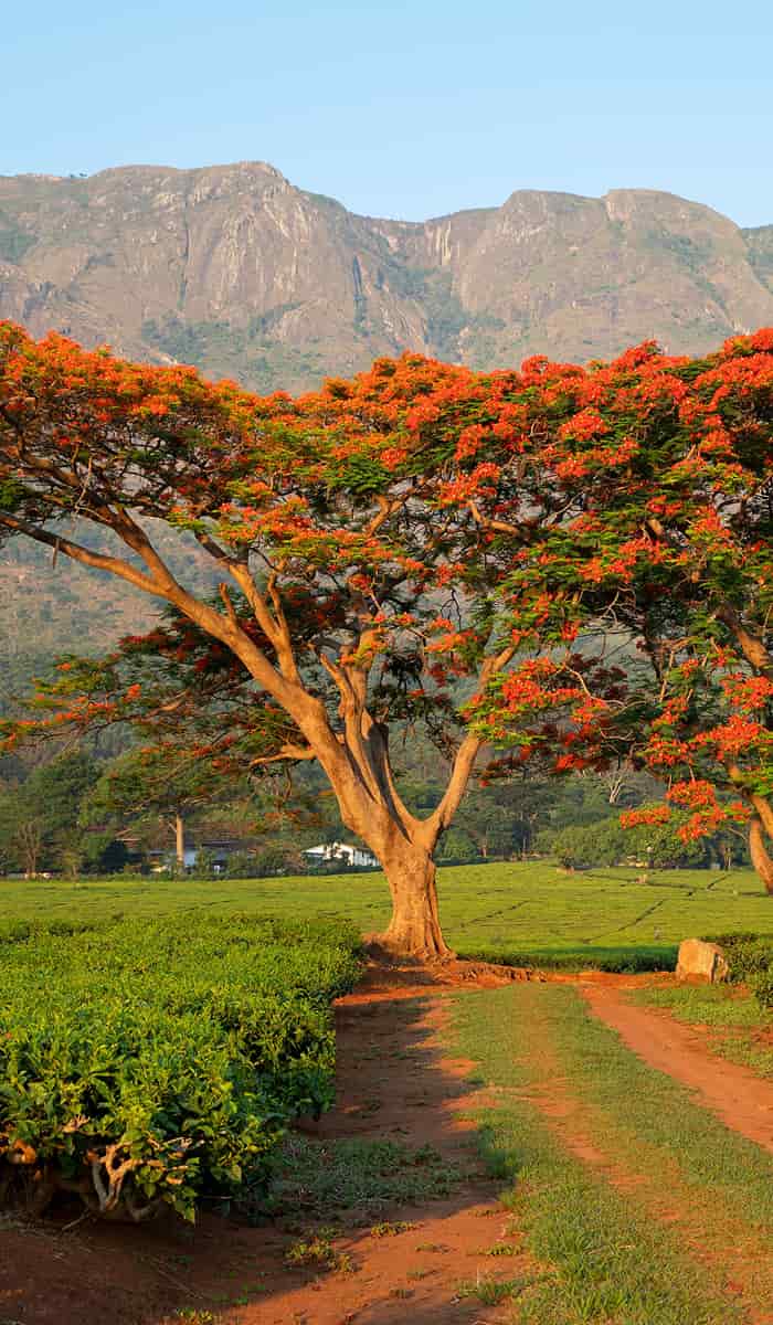 eSIM data plans for Malawi