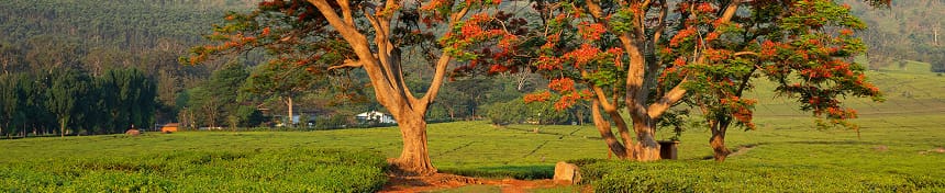 eSIM data plans for Malawi