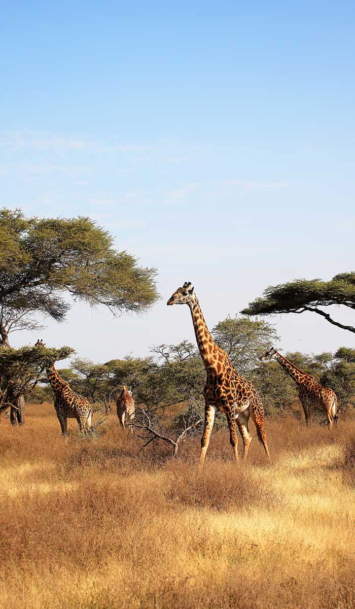 eSIM data plans for Tanzania