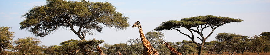 eSIM data plans for Tanzania